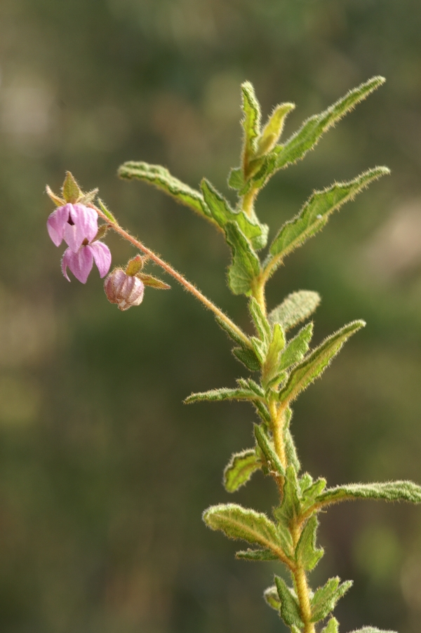 Thomasia petalocalyx